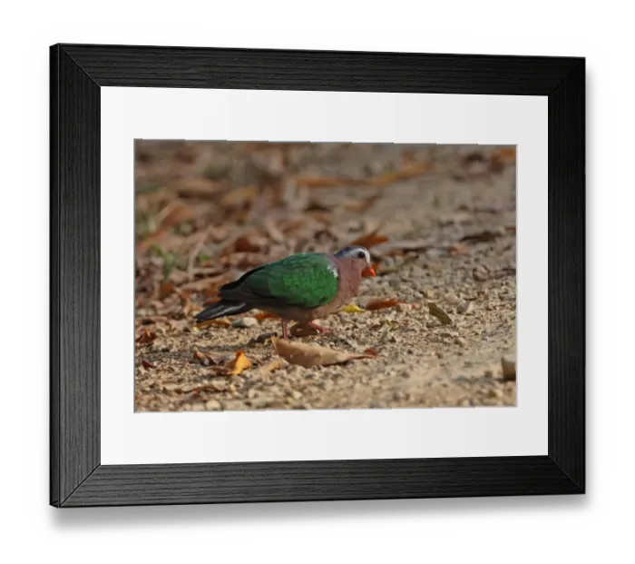 Framed Print : Emerald Dove (Chalcophaps indica) adult, gritting on track, Kaeng Krachan N. P. Thailand, february Framed Print : Emerald Dove (Chalcophaps indica) adult, gritting on track, Kaeng Krachan N. P. Thailand, february