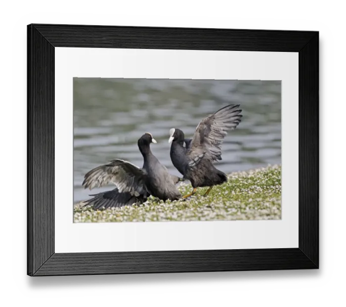 Framed Print : Common Coot (Fulica atra) two adults, fighting on bank, Midlands, England, april Framed Print : Common Coot (Fulica atra) two adults, fighting on bank, Midlands, England, april
