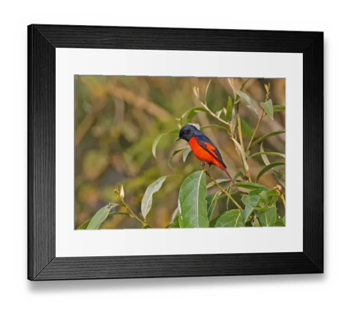 Framed Print : Short-billed Minivet (Pericrocotus brevirostris brevirostris) adult male, perched on twig, Nameri, Assam, India, january Framed Print : Short-billed Minivet (Pericrocotus brevirostris brevirostris) adult male, perched on twig, Nameri, Assam, India, january