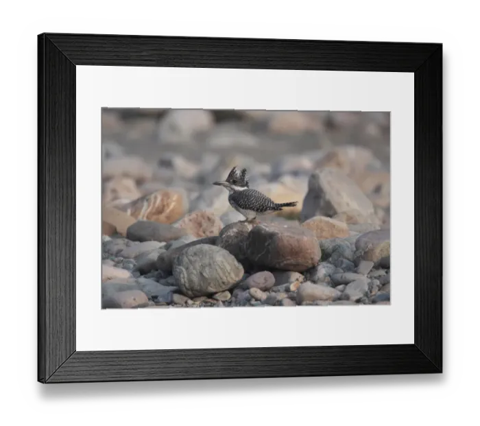 Framed Print : Crested Kingfisher (Megaceryle lugubris) adult, standing on stone, Kosi River, Corbett N. P. Uttarakhand, India, february Framed Print : Crested Kingfisher (Megaceryle lugubris) adult, standing on stone, Kosi River, Corbett N. P. Uttarakhand, India, february
