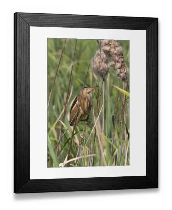 Framed Print : Little Bittern (Ixobrychus minutus) adult female, climbing up reedmace stems, Extremadura, Spain, may Framed Print : Little Bittern (Ixobrychus minutus) adult female, climbing up reedmace stems, Extremadura, Spain, may