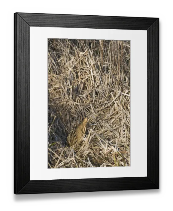 Framed Print : Great Bittern (Botaurus stellaris) adult, standing in reedbed, Norfolk, England, winter Framed Print : Great Bittern (Botaurus stellaris) adult, standing in reedbed, Norfolk, England, winter