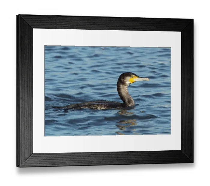 Framed Print : Great Cormorant (Phalacrocorax carbo) immature, swimming at sea, Keyhaven, Hampshire, England, october