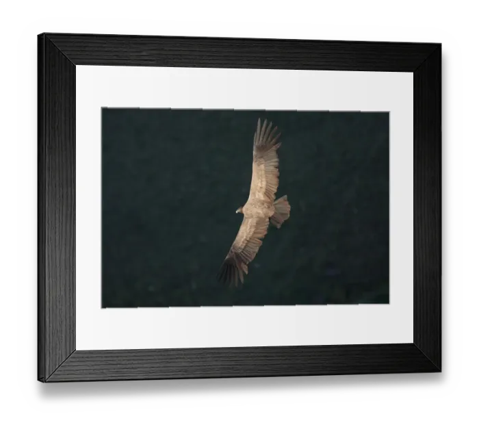 Framed Print : Andean Condor (Vultur gryphus) immature, in flight, circling roost site in late afternoon sunlight, Ongamira, Cordoba, Argentina, april