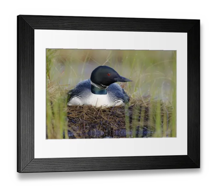 Framed Print : Great Northern Diver (Gavia immer) adult, summer plumage, sitting at nest on lake, North Michigan, U. S. A. june Framed Print : Great Northern Diver (Gavia immer) adult, summer plumage, sitting at nest on lake, North Michigan, U. S. A. june