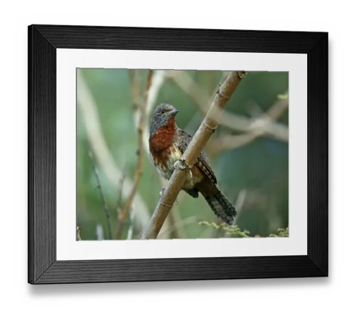Framed Print : Rufous-necked Wryneck (Jynx ruficollis) adult, perched on branch, Awassa, Great Rift Valley, Ethiopia Framed Print : Rufous-necked Wryneck (Jynx ruficollis) adult, perched on branch, Awassa, Great Rift Valley, Ethiopia