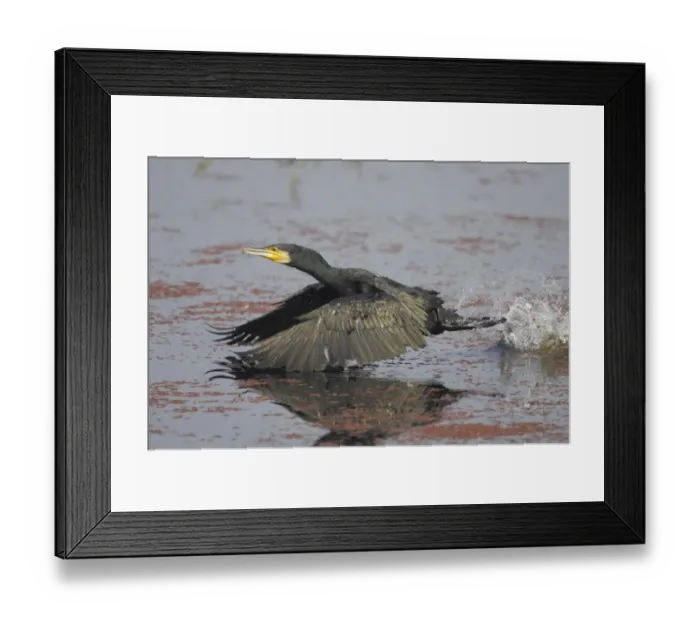 Framed Print : Great Cormorant (Phalacrocorax carbo) adult, in flight, taking off from water, Keoladeo Ghana N. P. (Bharatpur), Rajasthan, India Framed Print : Great Cormorant (Phalacrocorax carbo) adult, in flight, taking off from water, Keoladeo Ghana N. P. (Bharatpur), Rajasthan, India
