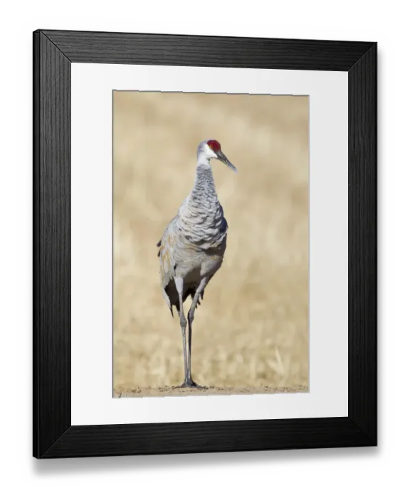 Framed Print : Sandhill Crane (Grus canadensis) adult, standing at edge of cornfield, Bosque del Apache National Wildlife Refuge, New Mexico, U. S. A. november Framed Print : Sandhill Crane (Grus canadensis) adult, standing at edge of cornfield, Bosque del Apache National Wildlife Refuge, New Mexico, U. S. A. november