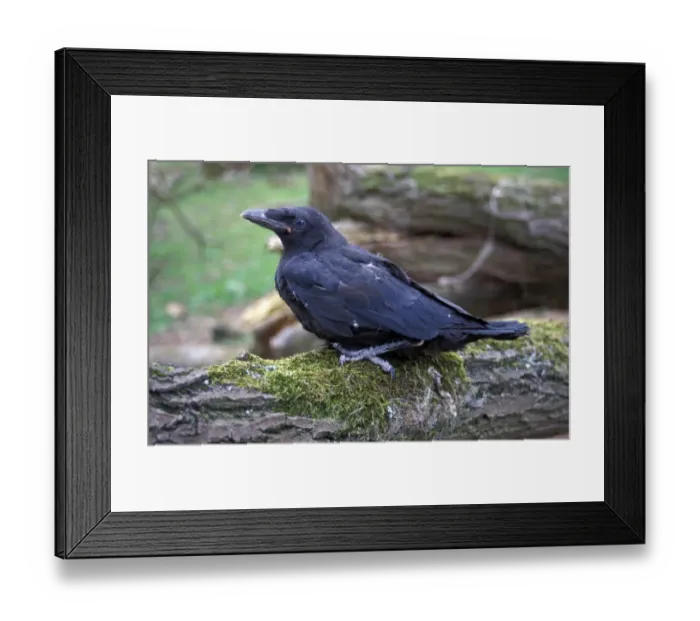Framed Print : Carrion Crow (Corvus corone) Four week old chick Framed Print : Carrion Crow (Corvus corone) Four week old chick