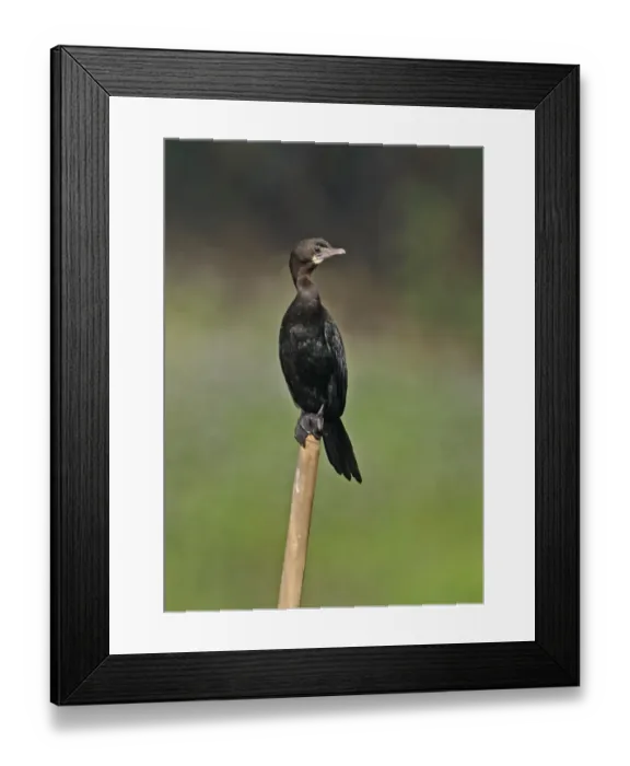 Framed Print : Little Cormorant (Phalacrocorax niger) adult, standing on post, Dibru-Saikhowa N. P. Assam, India, february