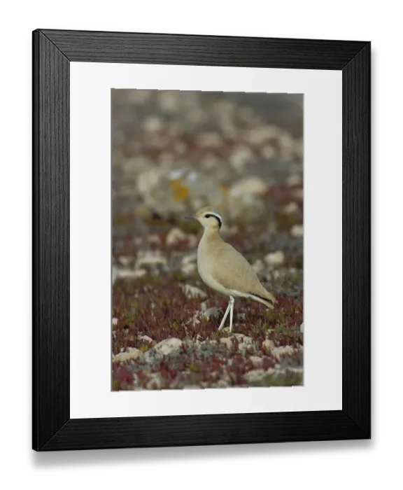 Framed Print : Cream-coloured Courser (Cursorius cursor bannermani) adult, standing on stony ground, Fuerteventura, Canary Islands, march Framed Print : Cream-coloured Courser (Cursorius cursor bannermani) adult, standing on stony ground, Fuerteventura, Canary Islands, march