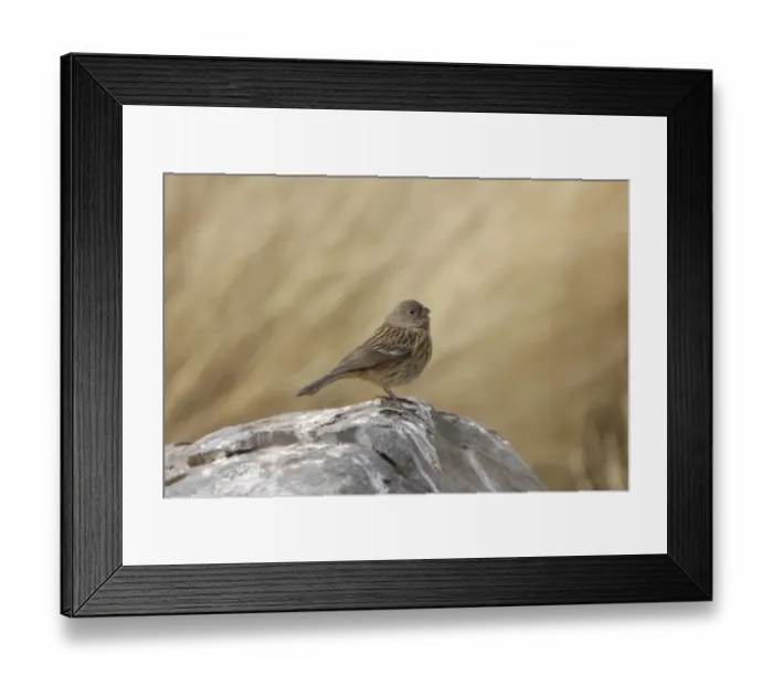 Framed Print : Band-tailed Seedeater (Catamenia analis analis) adult female, standing on rock, Santa Victoria, Jujuy, Argentina Framed Print : Band-tailed Seedeater (Catamenia analis analis) adult female, standing on rock, Santa Victoria, Jujuy, Argentina