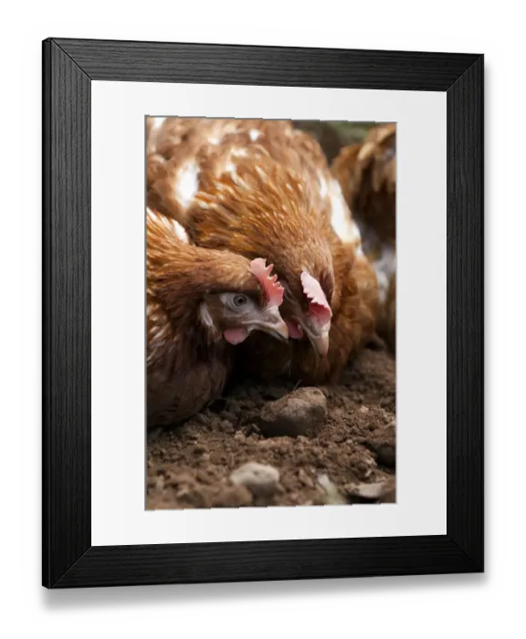 Framed Print : Domestic Chicken, free-range hens, dust bathing, Cumbria, England, july Framed Print : Domestic Chicken, free-range hens, dust bathing, Cumbria, England, july
