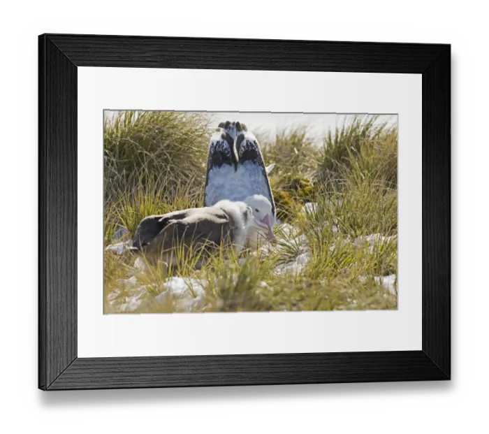 Framed Print : Wandering Albatross (Diomedea exulans) adult regurgitaing food for ten month old chick, Prion Island, Bay of Isles, South Georgia, november Framed Print : Wandering Albatross (Diomedea exulans) adult regurgitaing food for ten month old chick, Prion Island, Bay of Isles, South Georgia, november