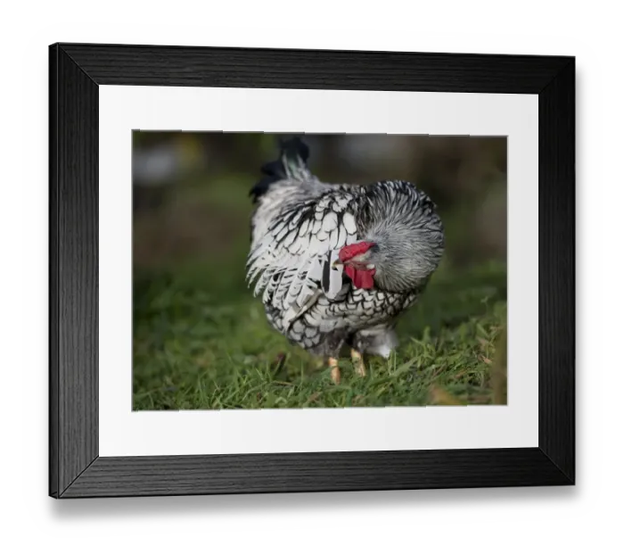 Framed Print : Domestic Chicken, Silver-laced Wyandotte bantam cockerel, preening, Whitewell, Lancashire, England, december Framed Print : Domestic Chicken, Silver-laced Wyandotte bantam cockerel, preening, Whitewell, Lancashire, England, december
