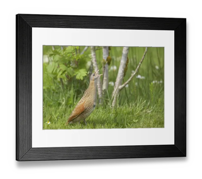 Framed Print : Corncrake (Crex crex) adult male, calling, standing on open ground, South Uist, Outer Hebrides, Scotland Framed Print : Corncrake (Crex crex) adult male, calling, standing on open ground, South Uist, Outer Hebrides, Scotland