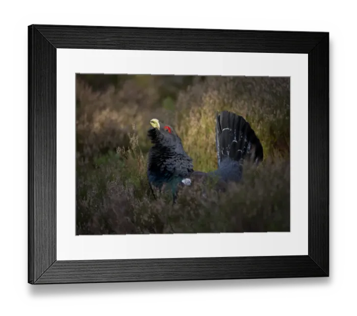 Framed Print : Western Capercaillie (Tetrao urogallus) rogue adult male, displaying in heather on fringe in pine forest, Cairngorm N. P. Highlands, Scotland, march Framed Print : Western Capercaillie (Tetrao urogallus) rogue adult male, displaying in heather on fringe in pine forest, Cairngorm N. P. Highlands, Scotland, march