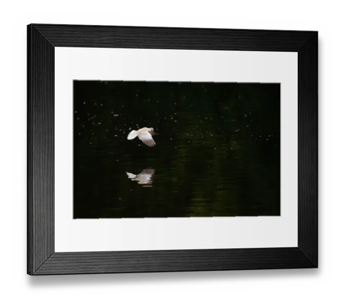 Framed Print : Eurasian Collared Dove (Streptopelia decaocto) adult, in low flight over lake, Nottinghamshire, England, may Framed Print : Eurasian Collared Dove (Streptopelia decaocto) adult, in low flight over lake, Nottinghamshire, England, may