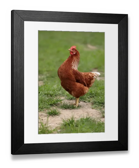 Framed Print : Domestic Chicken, freerange hen, standing in grass, Hockenheim, Baden-Wurttemberg, Germany, july Framed Print : Domestic Chicken, freerange hen, standing in grass, Hockenheim, Baden-Wurttemberg, Germany, july