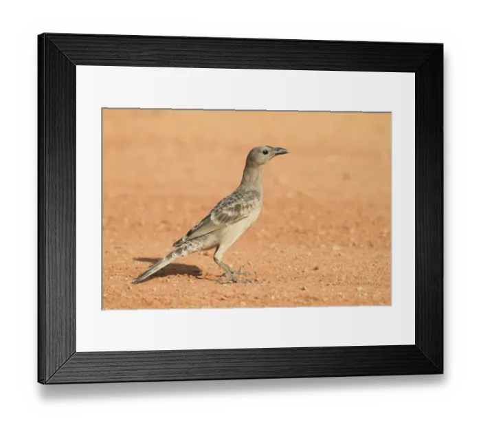 Framed Print : Great Bowerbird (Chlamydera nuchalis) adult male, standing on dirt road, Kakadu, Northern Territory, Australia, september Framed Print : Great Bowerbird (Chlamydera nuchalis) adult male, standing on dirt road, Kakadu, Northern Territory, Australia, september