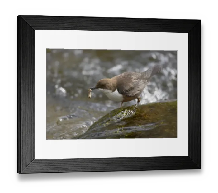 Framed Print : White-throated Dipper (Cinclus cinclus gularis) adult, feeding on caddisfly larva in stream, Peak District N. P. Derbyshire, England