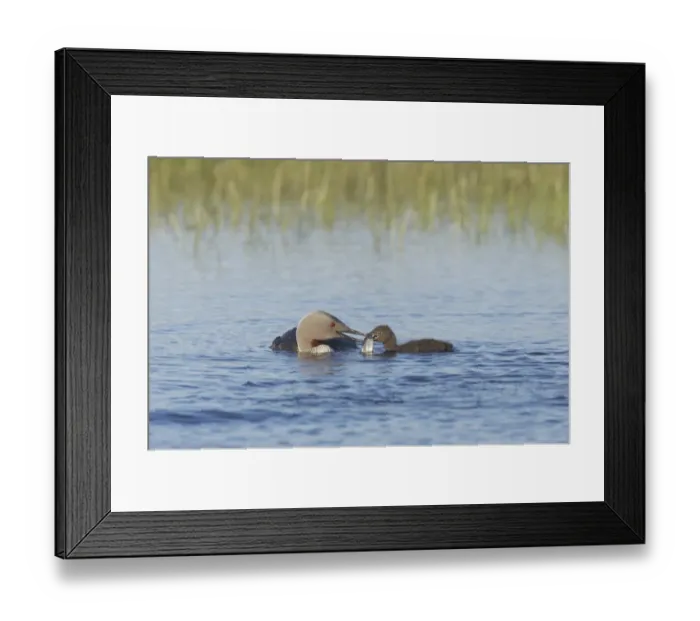 Framed Print : Red-throated Diver (Gavia stellata) adult, summer plumage, feeding fish to chick on water, Finland Framed Print : Red-throated Diver (Gavia stellata) adult, summer plumage, feeding fish to chick on water, Finland