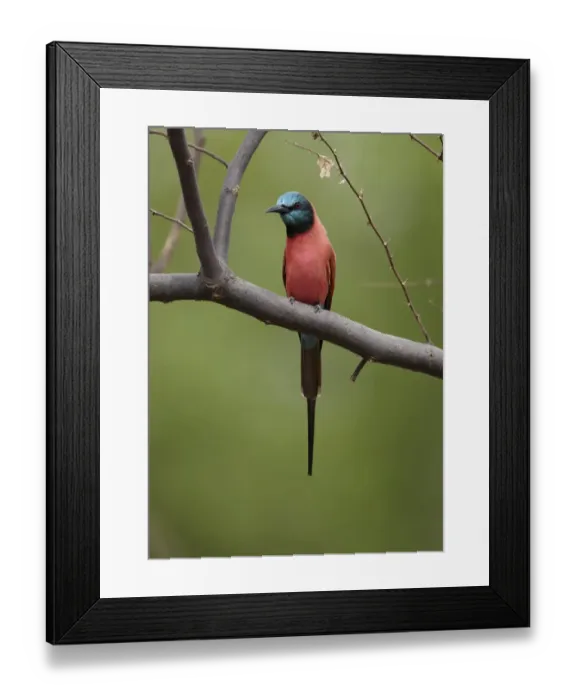 Framed Print : Northern Carmine Bee-eater (Merops nubicus) adult, perched on branch, Niokolo-Koba, Senegal, october