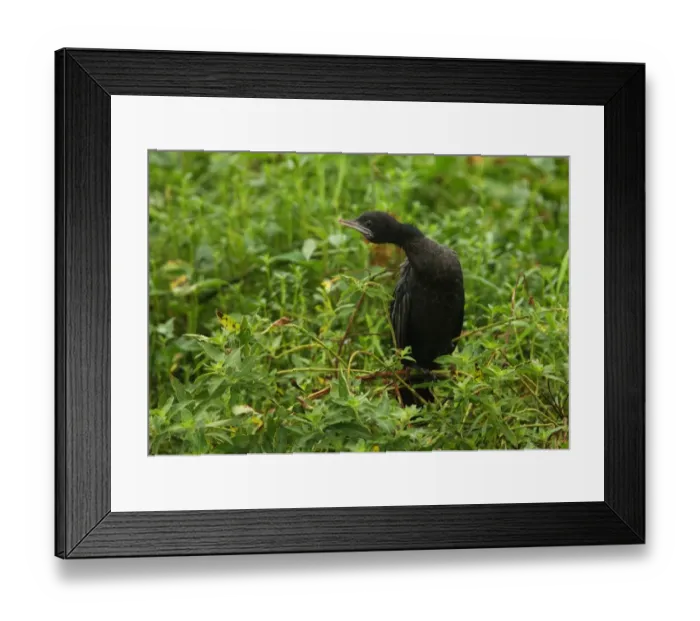 Framed Print : Little Cormorant (Phalacrocorax niger) adult, wet from rain, standing on branch in marsh, Sri Lanka, december Framed Print : Little Cormorant (Phalacrocorax niger) adult, wet from rain, standing on branch in marsh, Sri Lanka, december