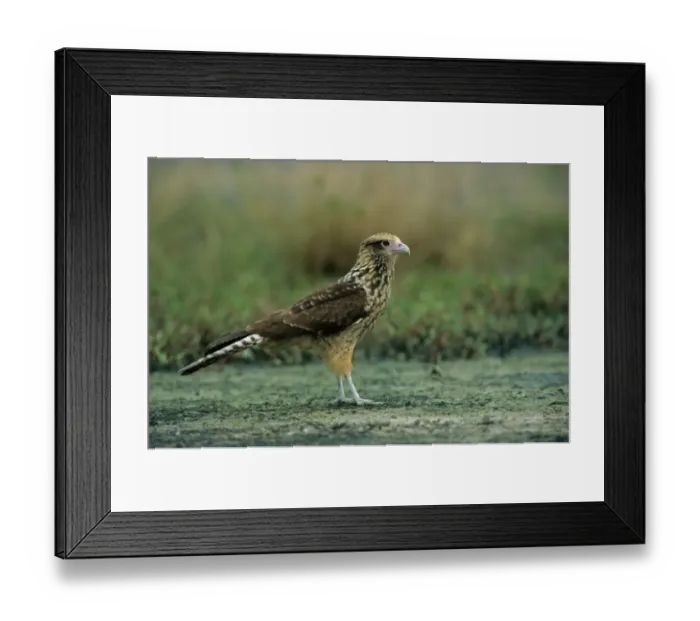 Framed Print : Yellow-headed Caracara (Milvago chimachima) immature, standing on ground, Venezuela