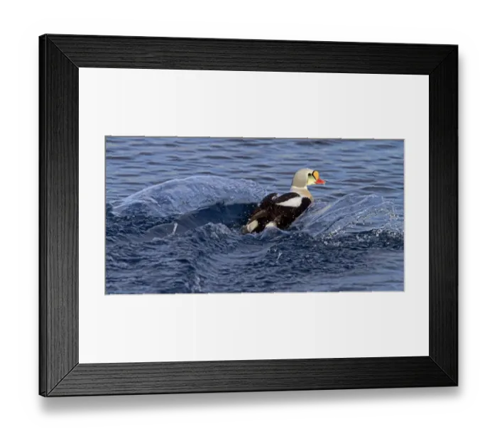 Framed Print : King Eider (Somateria spectabilis) adult male, landing on sea, Varanger, Northern Norway, march Framed Print : King Eider (Somateria spectabilis) adult male, landing on sea, Varanger, Northern Norway, march