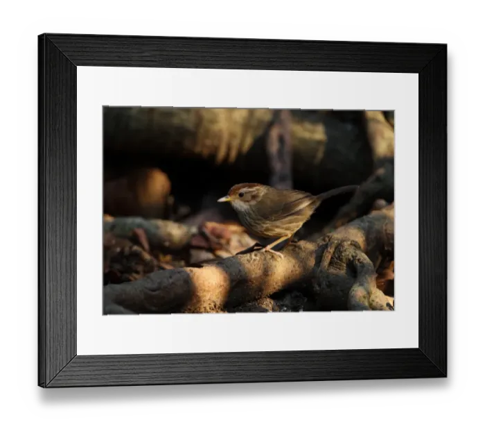 Framed Print : Puff-throated Babbler (Pellorneum ruficeps) adult, perched on tree root, Kaeng Krachan N. P. Thailand, february