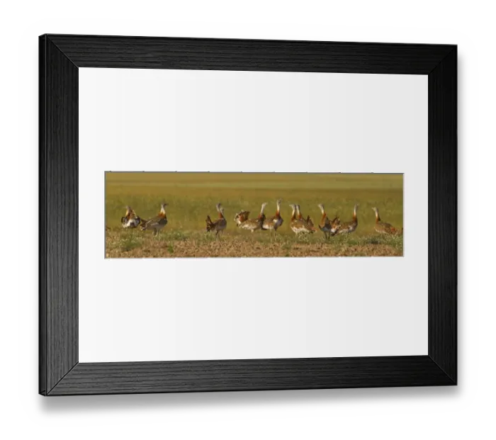 Framed Print : Great Bustard (Otis tarda) adult males, sparring group in field, Spain, june Framed Print : Great Bustard (Otis tarda) adult males, sparring group in field, Spain, june