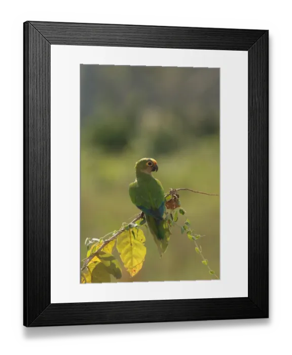 Framed Print : Peach-fronted Parakeet (Aratinga aurea) adult, perched on branch, Transpantaneira, Mato Grosso, Brazil, august Framed Print : Peach-fronted Parakeet (Aratinga aurea) adult, perched on branch, Transpantaneira, Mato Grosso, Brazil, august