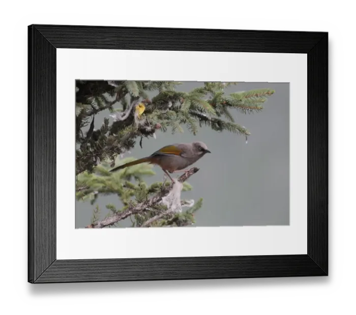 Framed Print : Elliot's Laughingthrush (Garrulax elliotii) adult, perched in conifer tree with scraps of prayer flags, Yeliguan, Southern Gansu Province, China, september