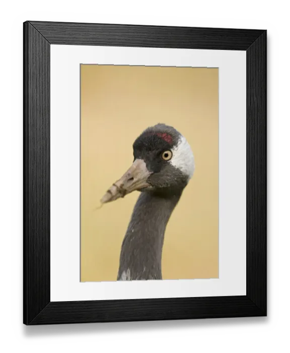 Framed Print : Common Crane (Grus grus) adult, close-up of head, feeding in potato field, near Lakenheath, Norfolk, England, spring