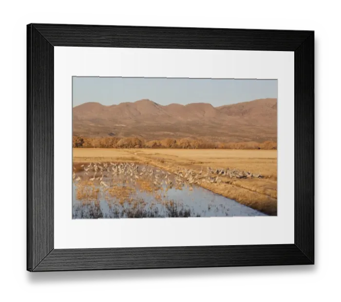 Framed Print : Sandhill Crane (Grus canadensis) flock, standing and foraging in habitat at edge of water, with hills in background, Bosque del Apache National Wildlife Refuge, New Mexico, U. S. A. november Framed Print : Sandhill Crane (Grus canadensis) flock, standing and foraging in habitat at edge of water, with hills in background, Bosque del Apache National Wildlife Refuge, New Mexico, U. S. A. november