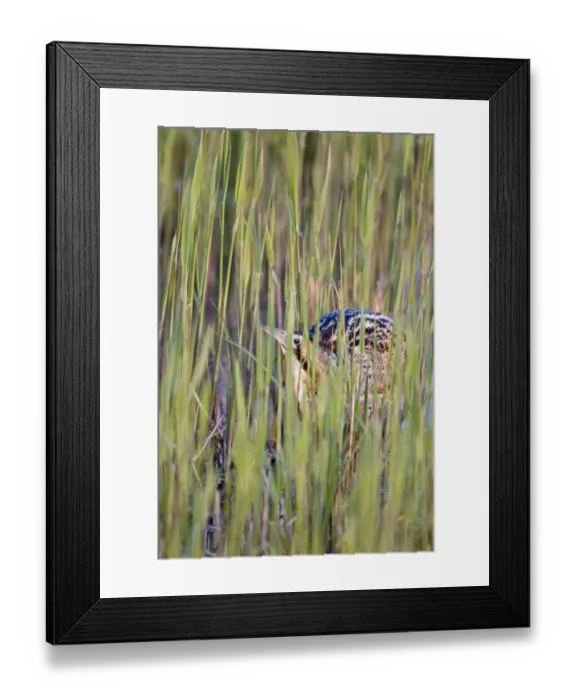 Framed Print : Great Bittern (Botaurus stellaris) adult male, standing amongst fresh reedbed growth, Minsmere RSPB Reserve, Suffolk, England, april Framed Print : Great Bittern (Botaurus stellaris) adult male, standing amongst fresh reedbed growth, Minsmere RSPB Reserve, Suffolk, England, april