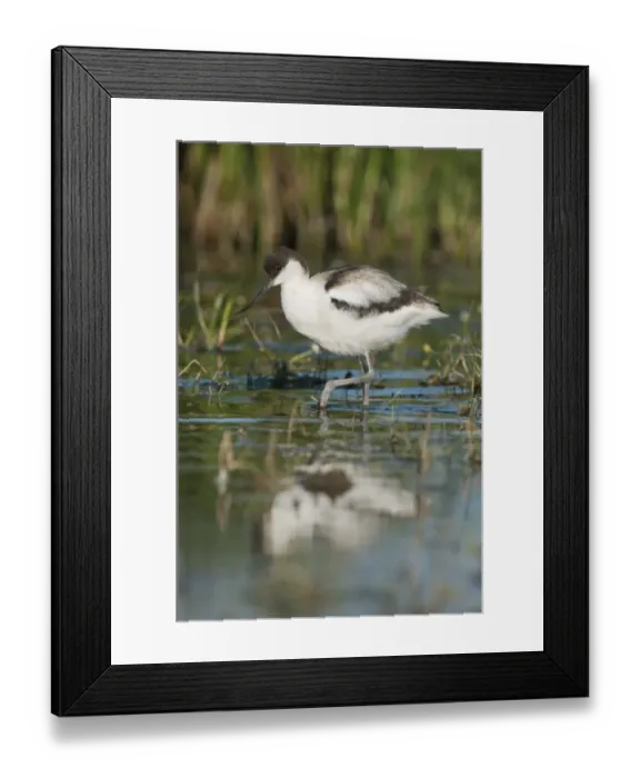Framed Print : Eurasian Avocet (Recurvirostra avocetta) juvenile, wading in shallow water, Elmley Marshes N. N. R. North Kent Marshes, Isle of Sheppey, Kent, England, september Framed Print : Eurasian Avocet (Recurvirostra avocetta) juvenile, wading in shallow water, Elmley Marshes N. N. R. North Kent Marshes, Isle of Sheppey, Kent, England, september