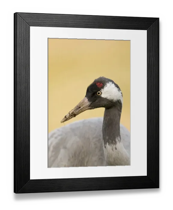Framed Print : Common Crane (Grus grus) adult, close-up of head and neck, feeding in potato field, near Lakenheath, Norfolk, England, spring