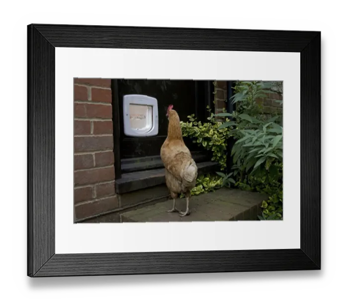 Framed Print : Domestic Chicken, hen, looking at cat-flap in door, freerange on smallholding, England, september Framed Print : Domestic Chicken, hen, looking at cat-flap in door, freerange on smallholding, England, september