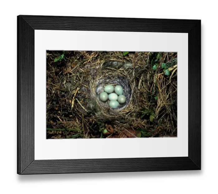 Framed Print : Common Stonechat (Saxicola torquata) six eggs in nest