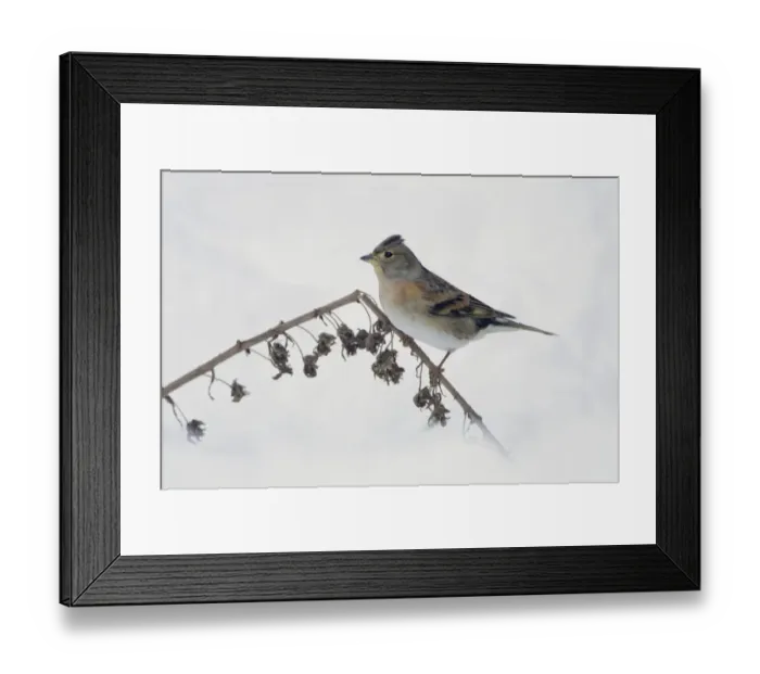 Framed Print : Brambling (Fringilla montifringilla) adult female, perched on foxglove seedhead stem in snow covered garden, Chirnside, Berwickshire, Scotland, december Framed Print : Brambling (Fringilla montifringilla) adult female, perched on foxglove seedhead stem in snow covered garden, Chirnside, Berwickshire, Scotland, december