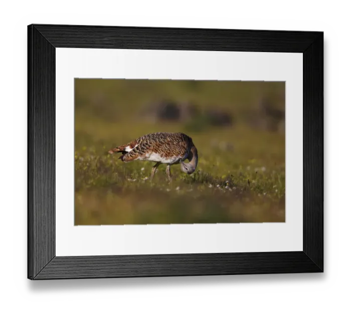 Framed Print : Great Bustard (Otis tarda) adult female, preening, standing amongst wildflowers, Extremadura, Spain, april Framed Print : Great Bustard (Otis tarda) adult female, preening, standing amongst wildflowers, Extremadura, Spain, april