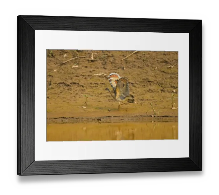 Framed Print : Sunbittern (Eurypyga helias) adult, walking with raised wings at edge of river, Tambopata National Reserve, Peruvian Amazon Basin, Peru Framed Print : Sunbittern (Eurypyga helias) adult, walking with raised wings at edge of river, Tambopata National Reserve, Peruvian Amazon Basin, Peru