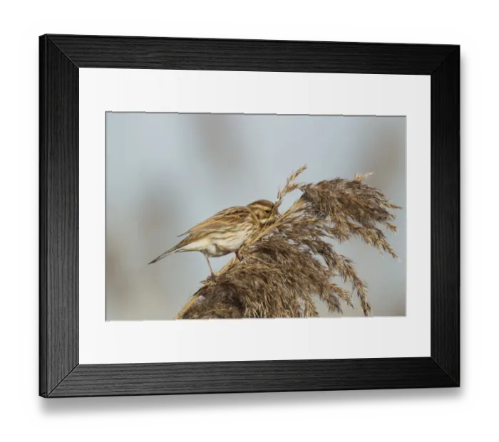 Framed Print : Reed Bunting (Emberiza schoeniclus) adult female, feeding on reed seeds in reedbed, Rainham Marshes RSPB Reserve, Thames Estuary, Essex, England, january Framed Print : Reed Bunting (Emberiza schoeniclus) adult female, feeding on reed seeds in reedbed, Rainham Marshes RSPB Reserve, Thames Estuary, Essex, England, january