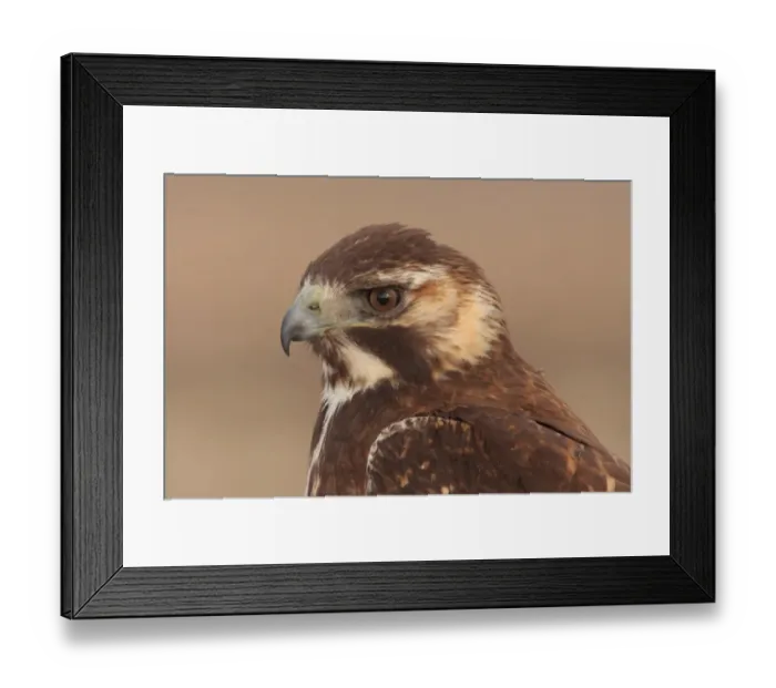 Framed Print : Puna Hawk (Buteo poecilochrous) immature, close-up of head, Abra Pampa, Jujuy, Argentina, july Framed Print : Puna Hawk (Buteo poecilochrous) immature, close-up of head, Abra Pampa, Jujuy, Argentina, july