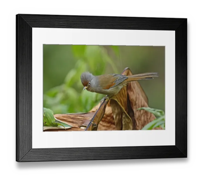 Framed Print : Rusty-fronted Barwing (Actinodura egertoni egertoni) adult, perched on dead leaf, Arunachal Pradesh, India, february Framed Print : Rusty-fronted Barwing (Actinodura egertoni egertoni) adult, perched on dead leaf, Arunachal Pradesh, India, february