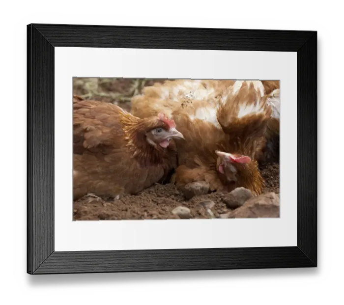 Framed Print : Domestic Chicken, free-range hens, dust bathing, Cumbria, England, july Framed Print : Domestic Chicken, free-range hens, dust bathing, Cumbria, England, july