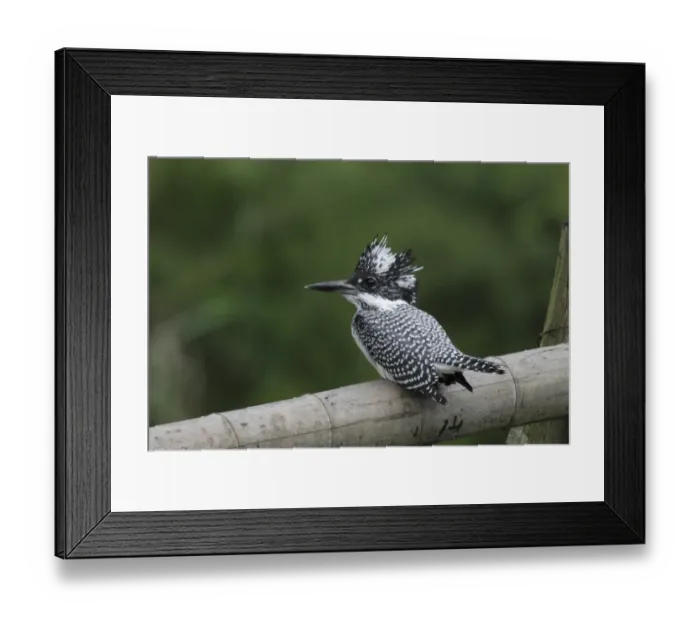 Framed Print : Crested Kingfisher (Megaceryle lugubris) juvenile, perched on bamboo pole, Wuyuan County, Jiangxi, China, june Framed Print : Crested Kingfisher (Megaceryle lugubris) juvenile, perched on bamboo pole, Wuyuan County, Jiangxi, China, june