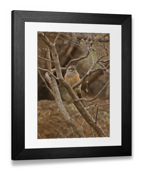 Framed Print : Godlewski's Bunting (Emberiza godlewskii) adult, perched in bare tree on cliff, Bai He River, Huairou, Beijing, China, may Framed Print : Godlewski's Bunting (Emberiza godlewskii) adult, perched in bare tree on cliff, Bai He River, Huairou, Beijing, China, may